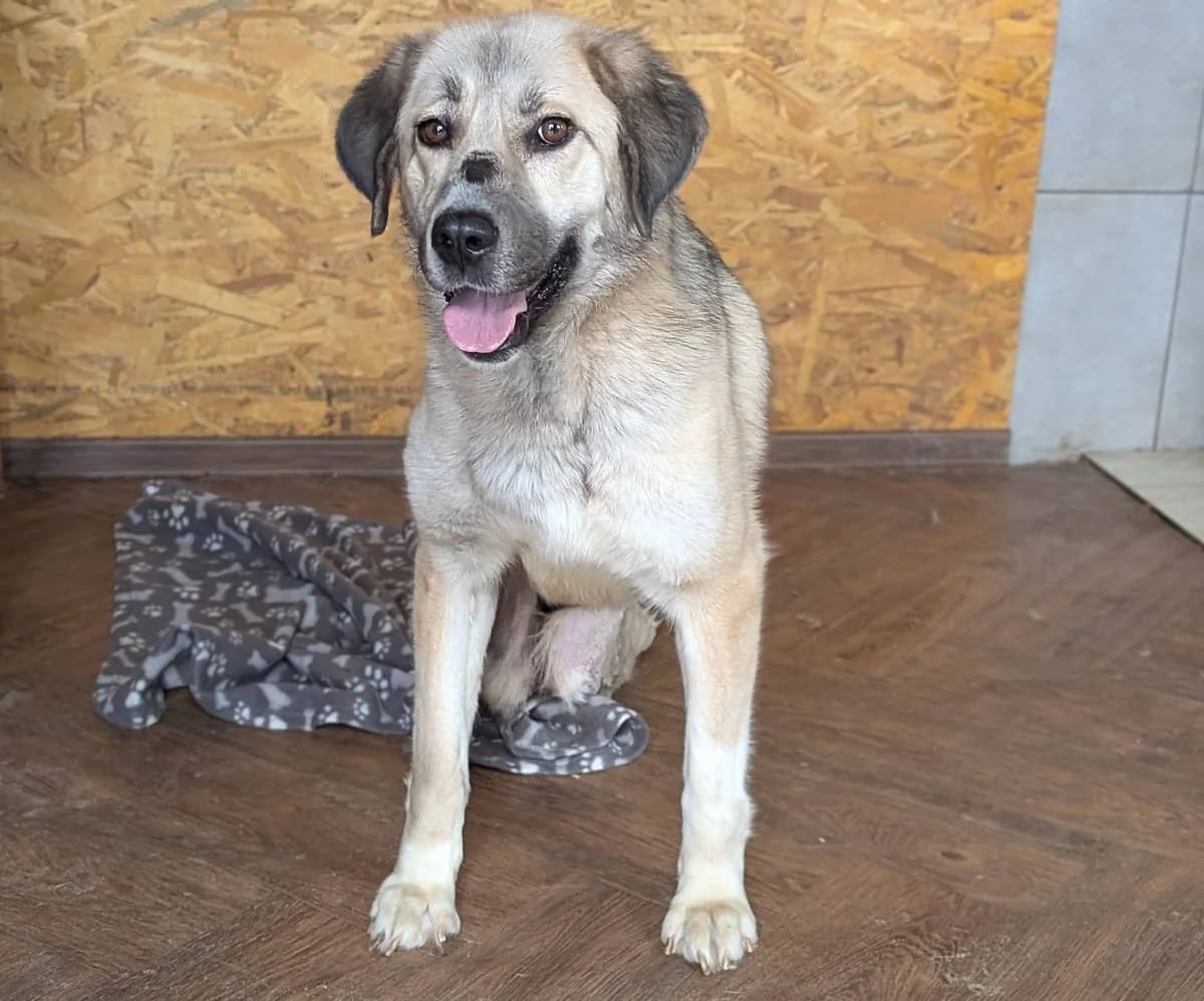 Lotte, female 5yo Mixed Breed for adoption at Ein Herz für Streuner e.V., München