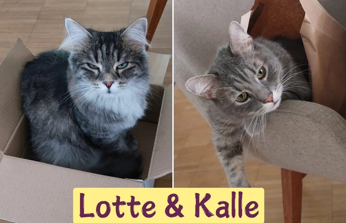 LOTTE&KALLE, ehem. Branca und Lovis, female 4yo Mixed Breed for adoption at Ein Herz für Streuner e.V., München