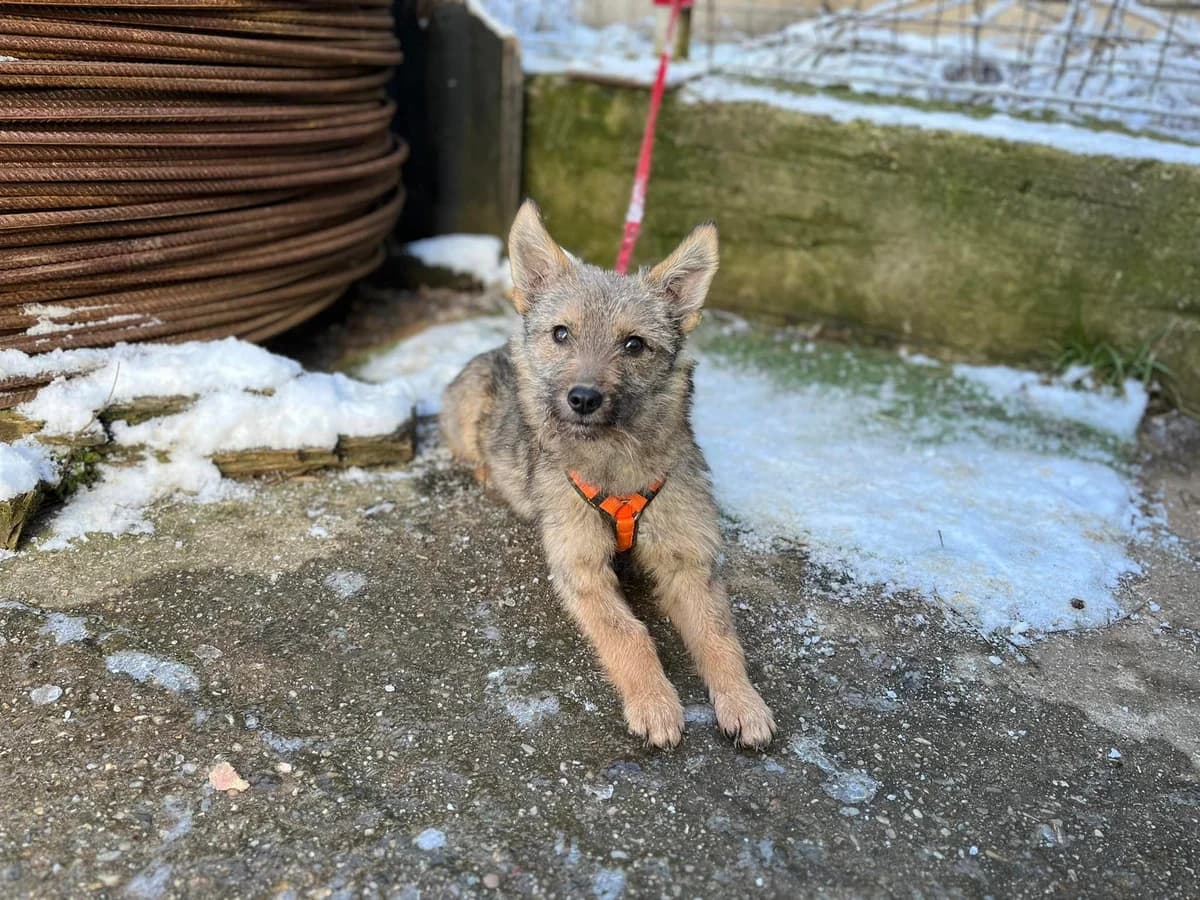 Lotti, beige male puppy Mixed Breed for adoption at Ein Herz für Streuner e.V., München