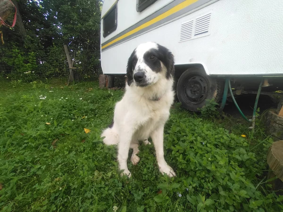 Lotti, female young Mixed Breed for adoption at Ein Herz für Streuner e.V., München