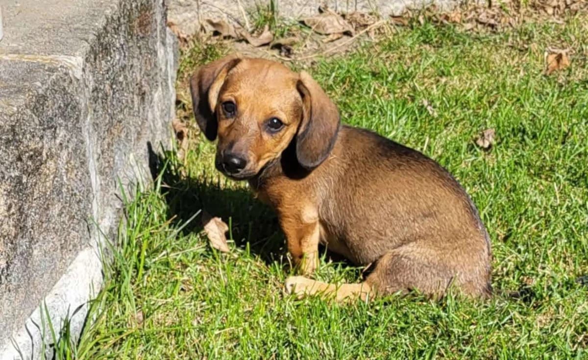 Lotti, puppy Mixed Breed for adoption at Ein Herz für Streuner e.V., München