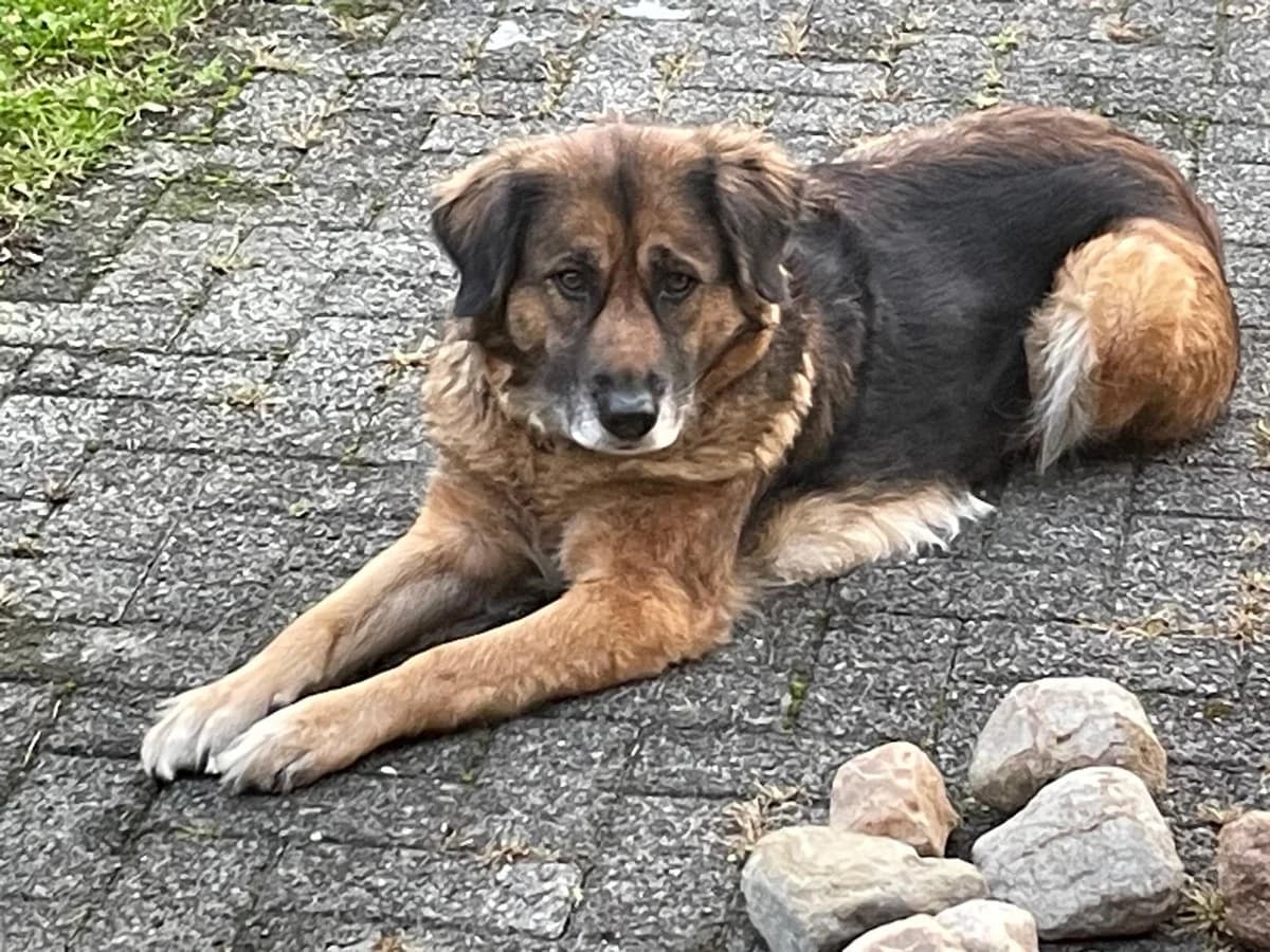 Lotti, schwarz female 5yo Mixed Breed for adoption at Ein Herz für Streuner e.V., München