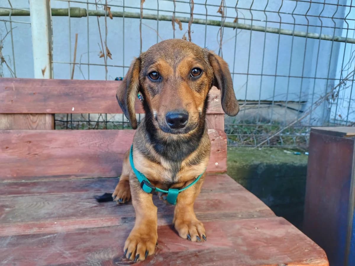 Lotti, female puppy Mixed Breed for adoption at Ein Herz für Streuner e.V., München