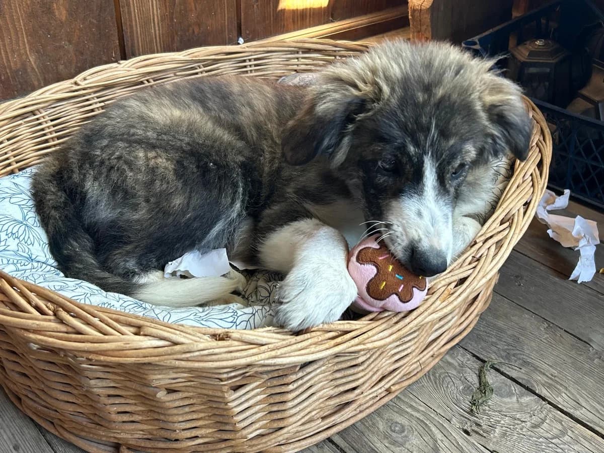 Lotti, female puppy Mixed Breed for adoption at Ein Herz für Streuner e.V., München