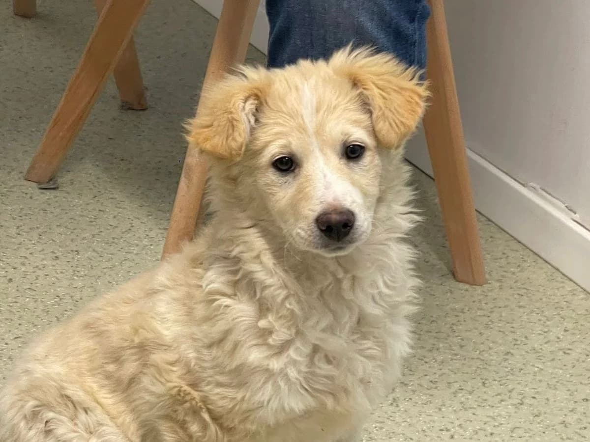 Lotti, creme female puppy Mixed Breed for adoption at Ein Herz für Streuner e.V., München