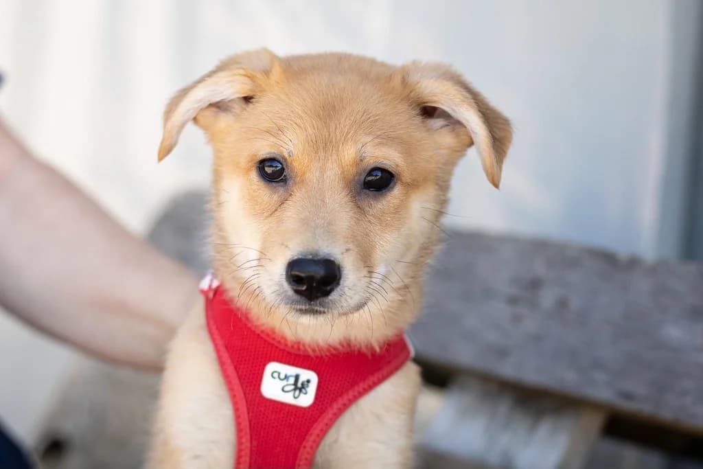 Lou, puppy Mixed Breed for adoption at Ein Herz für Streuner e.V., München