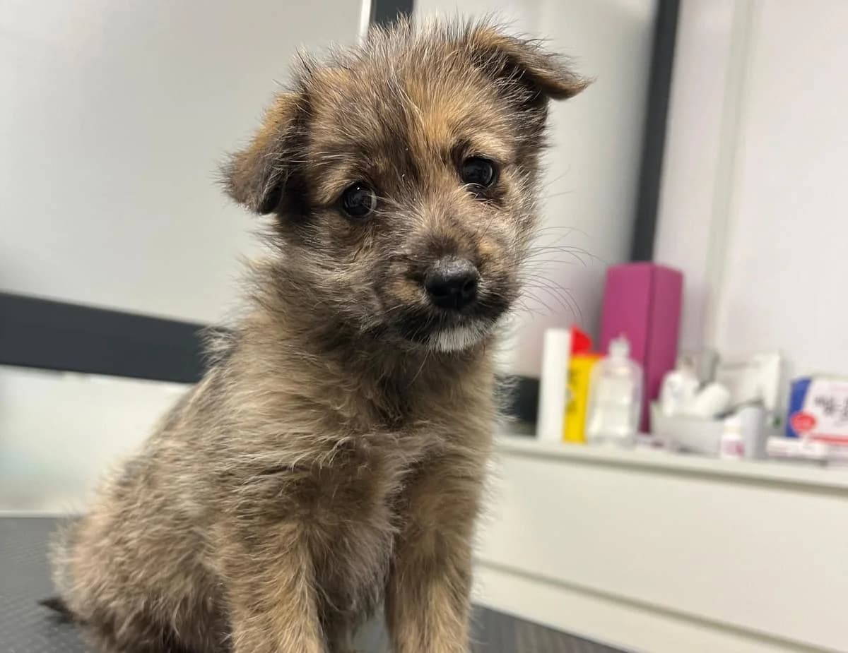 Lou, female puppy Mixed Breed for adoption at Ein Herz für Streuner e.V., München