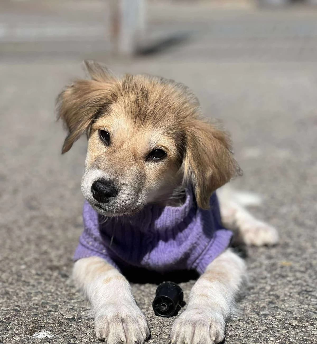 Loui, male puppy Mixed Breed for adoption at Ein Herz für Streuner e.V., München