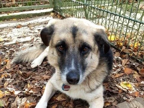 ANTON, ehem. Loui, male 3yo Mixed Breed for adoption at Ein Herz für Streuner e.V., München