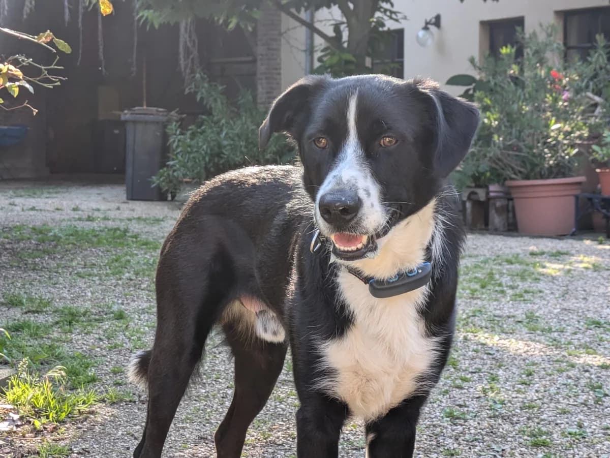 Loui, schwarz male 5yo Mixed Breed for adoption at Ein Herz für Streuner e.V., München