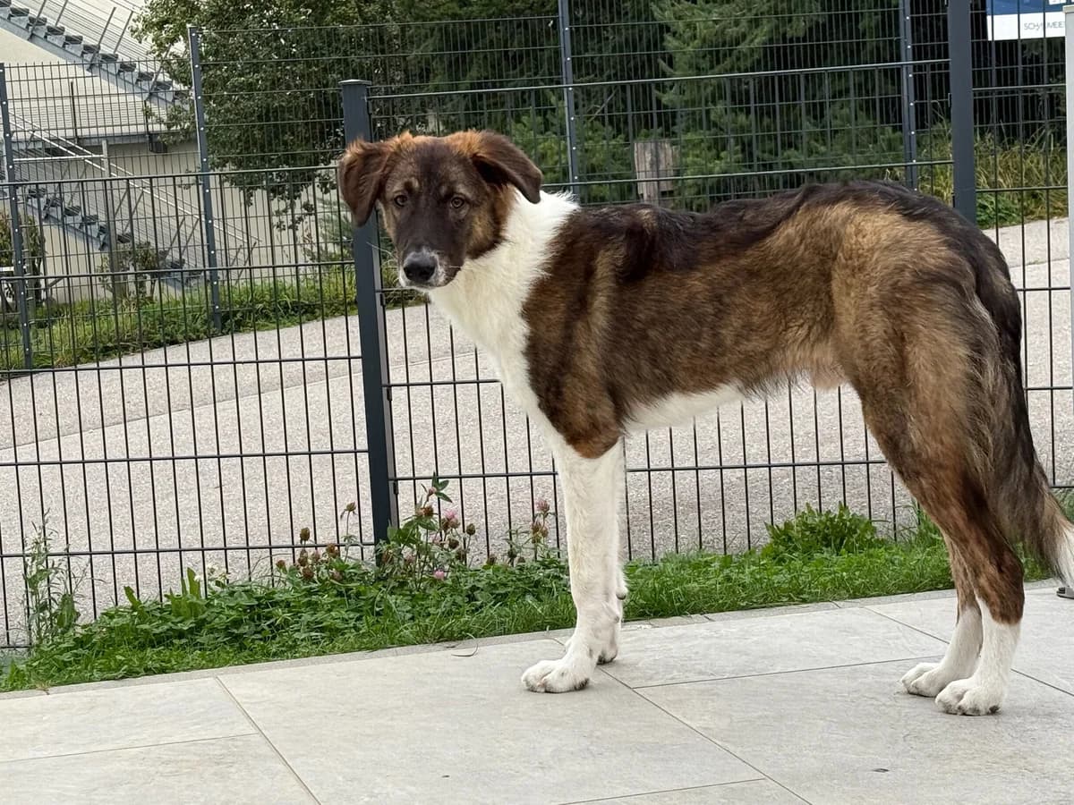 Louie, male puppy Mixed Breed for adoption at Ein Herz für Streuner e.V., München
