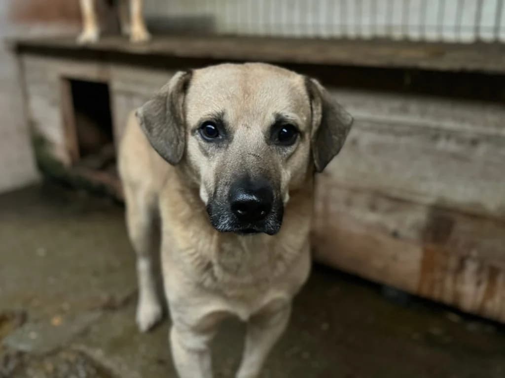Louis, male 6yo Mixed Breed for adoption at Ein Herz für Streuner e.V., München