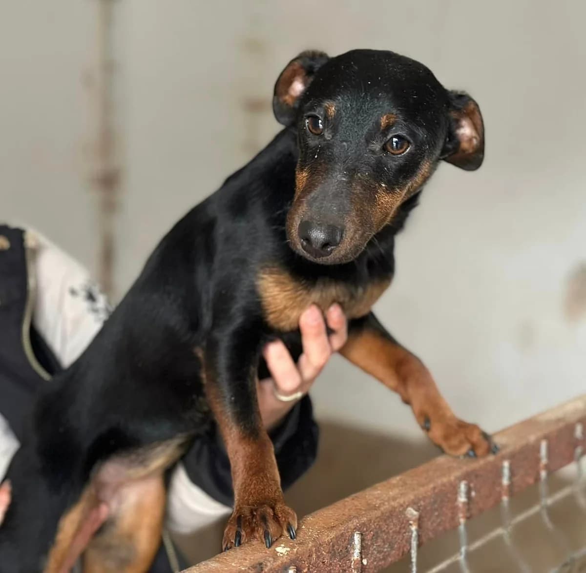 Louise, female puppy Mixed Breed for adoption at Ein Herz für Streuner e.V., München