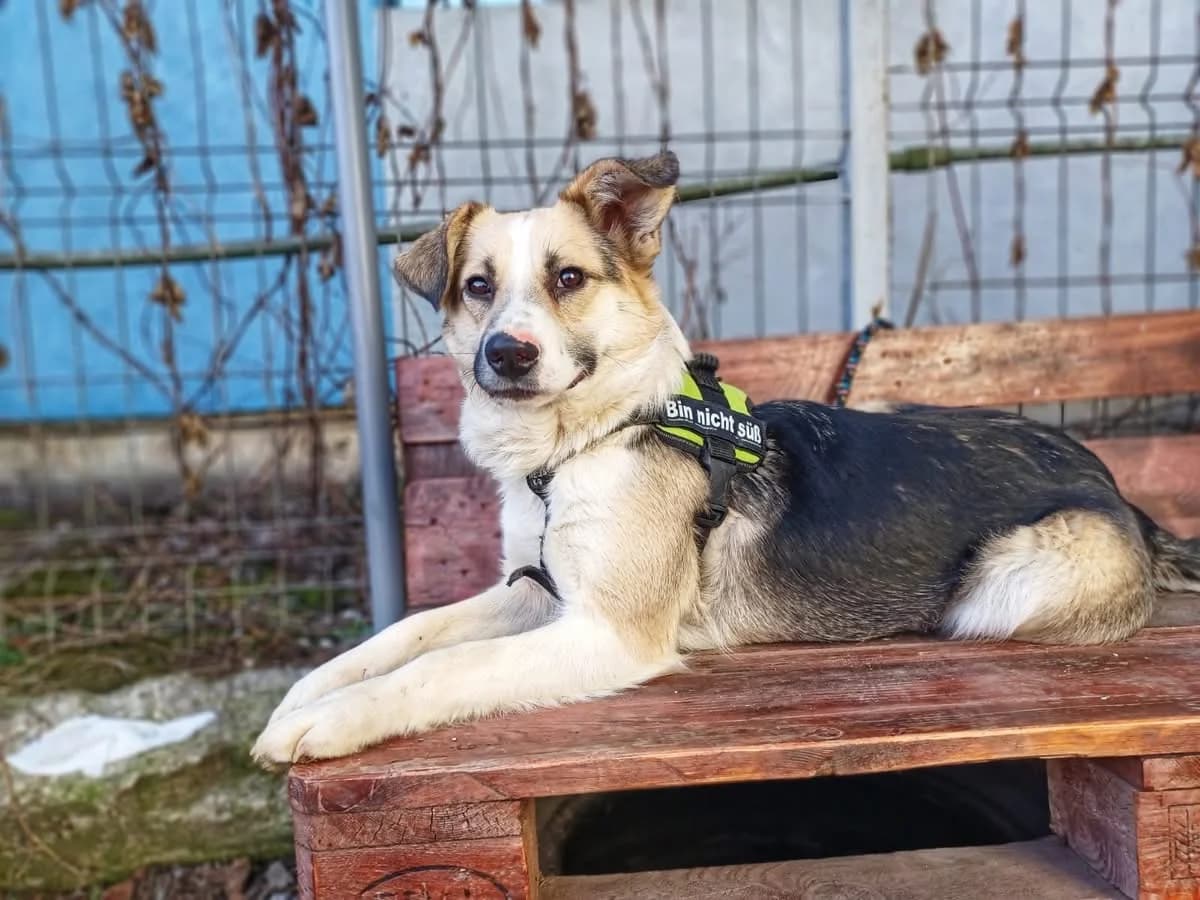 Louise, female 5yo Mixed Breed for adoption at Ein Herz für Streuner e.V., München