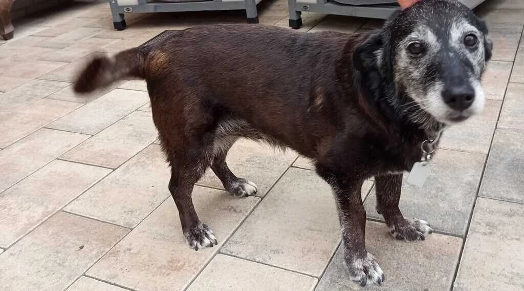 Louise, female senior Mixed Breed for adoption at Ein Herz für Streuner e.V., München