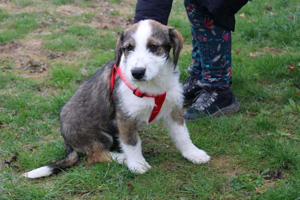 Loulou, tricolor female puppy Mixed Breed for adoption at Ein Herz für Streuner e.V., München