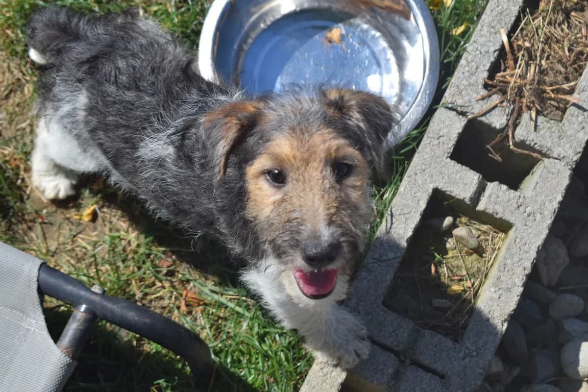 Loulou, female puppy Mixed Breed for adoption at Ein Herz für Streuner e.V., München