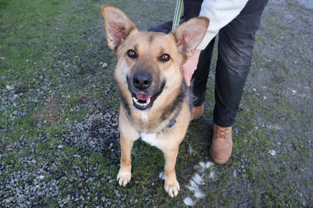 Louve, female young Mixed Breed for adoption at Ein Herz für Streuner e.V., München