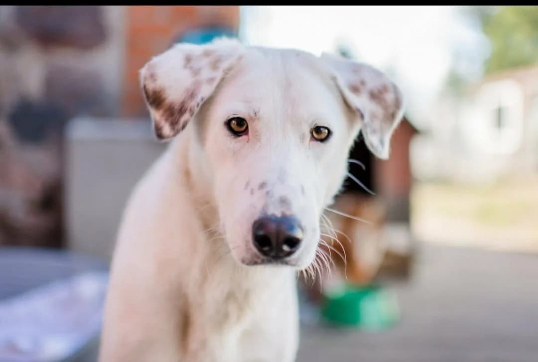 Love, female 5yo Mixed Breed for adoption at Ein Herz für Streuner e.V., München