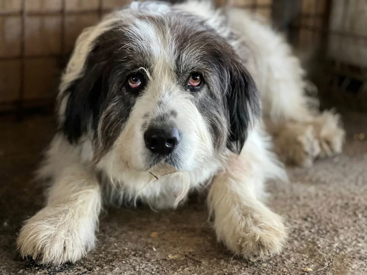 Lovelle, female senior Mixed Breed for adoption at Ein Herz für Streuner e.V., München