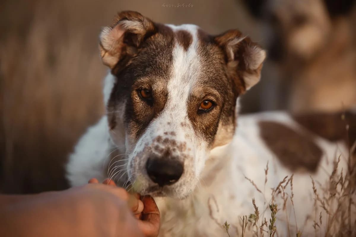 Lovely, female 6yo Mixed Breed for adoption at Ein Herz für Streuner e.V., München