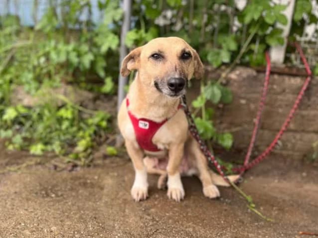 Lovely, female 6yo Mixed Breed for adoption at Ein Herz für Streuner e.V., München