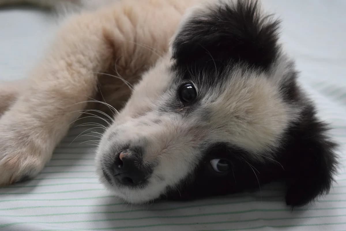 Lovis, male puppy Mixed Breed for adoption at Ein Herz für Streuner e.V., München