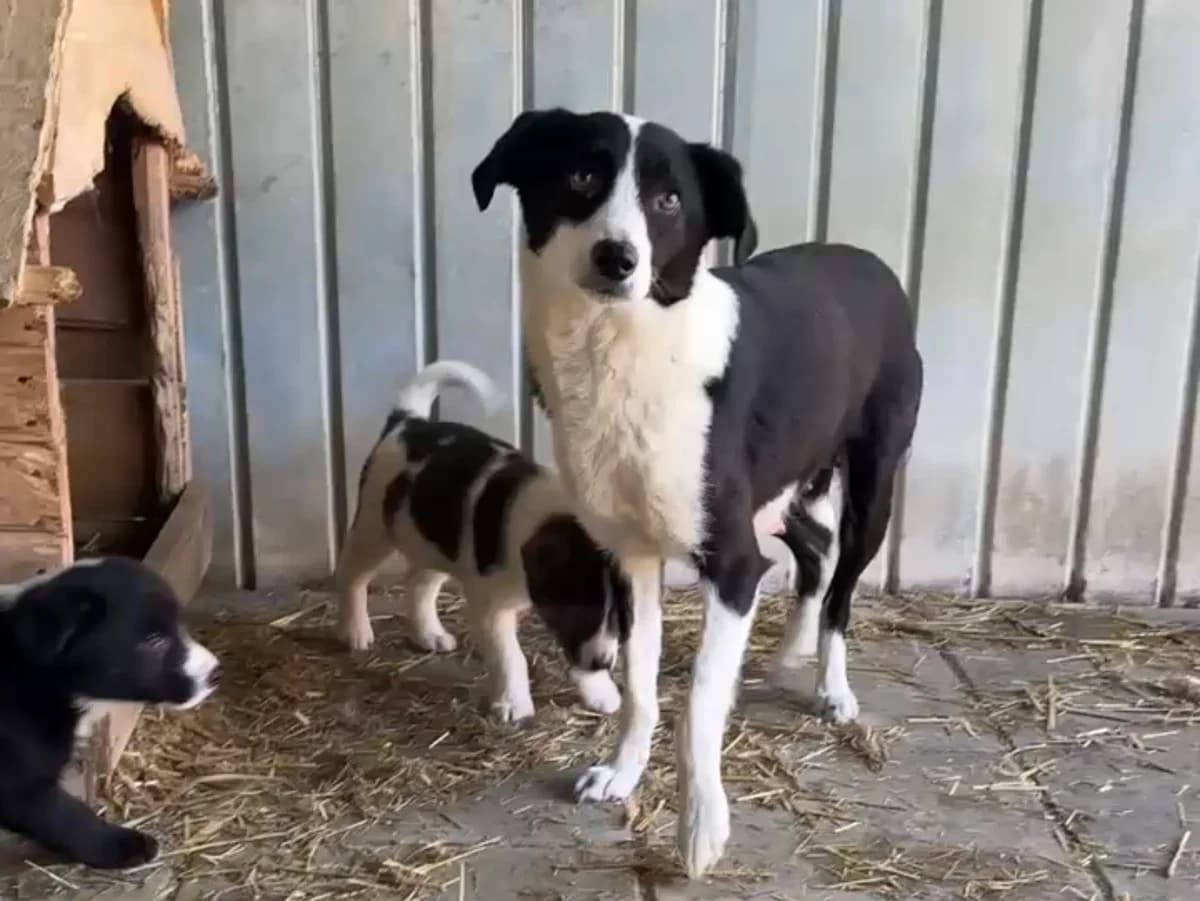 Lovis, schwarz female 5yo Mixed Breed for adoption at Ein Herz für Streuner e.V., München