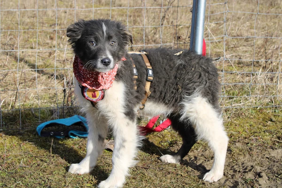 Lowa, weiß female puppy Mixed Breed for adoption at Ein Herz für Streuner e.V., München