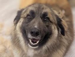 Loya, female 5yo Mixed Breed for adoption at Ein Herz für Streuner e.V., München