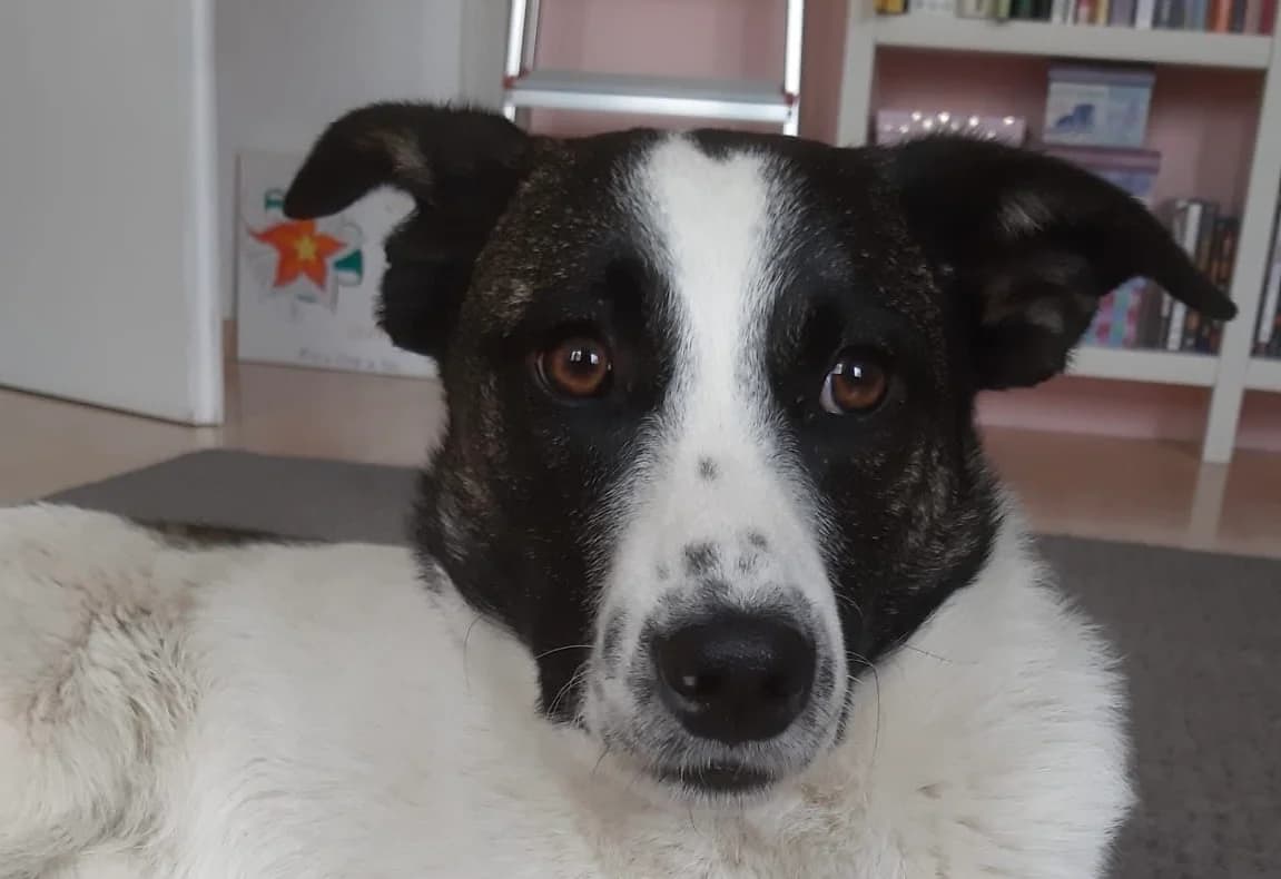 Lozi, male puppy Mixed Breed for adoption at Ein Herz für Streuner e.V., München