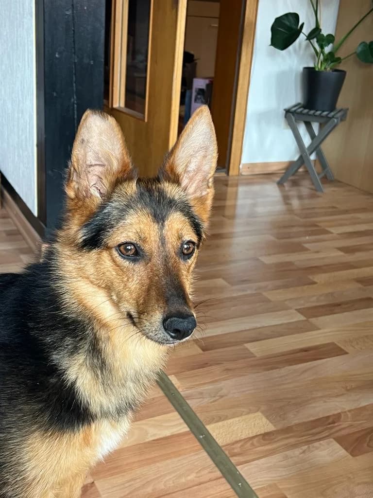 Lu, female 3yo Mixed Breed for adoption at Ein Herz für Streuner e.V., München
