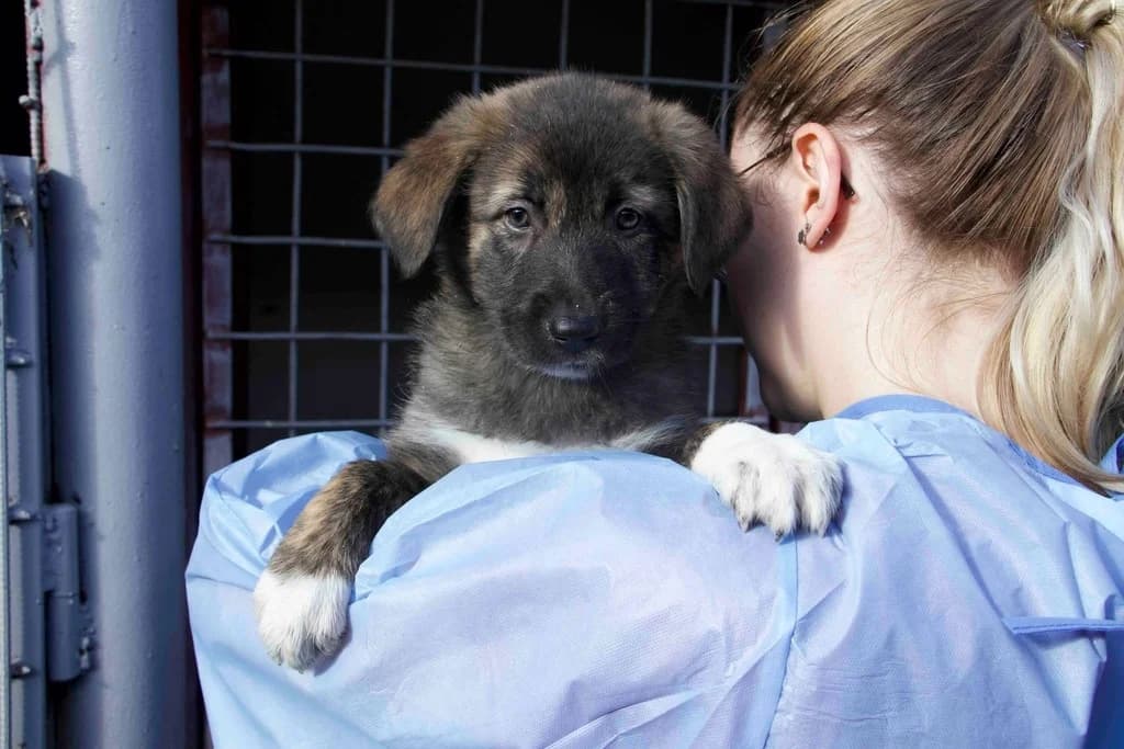 Lua, weiß female puppy Mixed Breed for adoption at Ein Herz für Streuner e.V., München