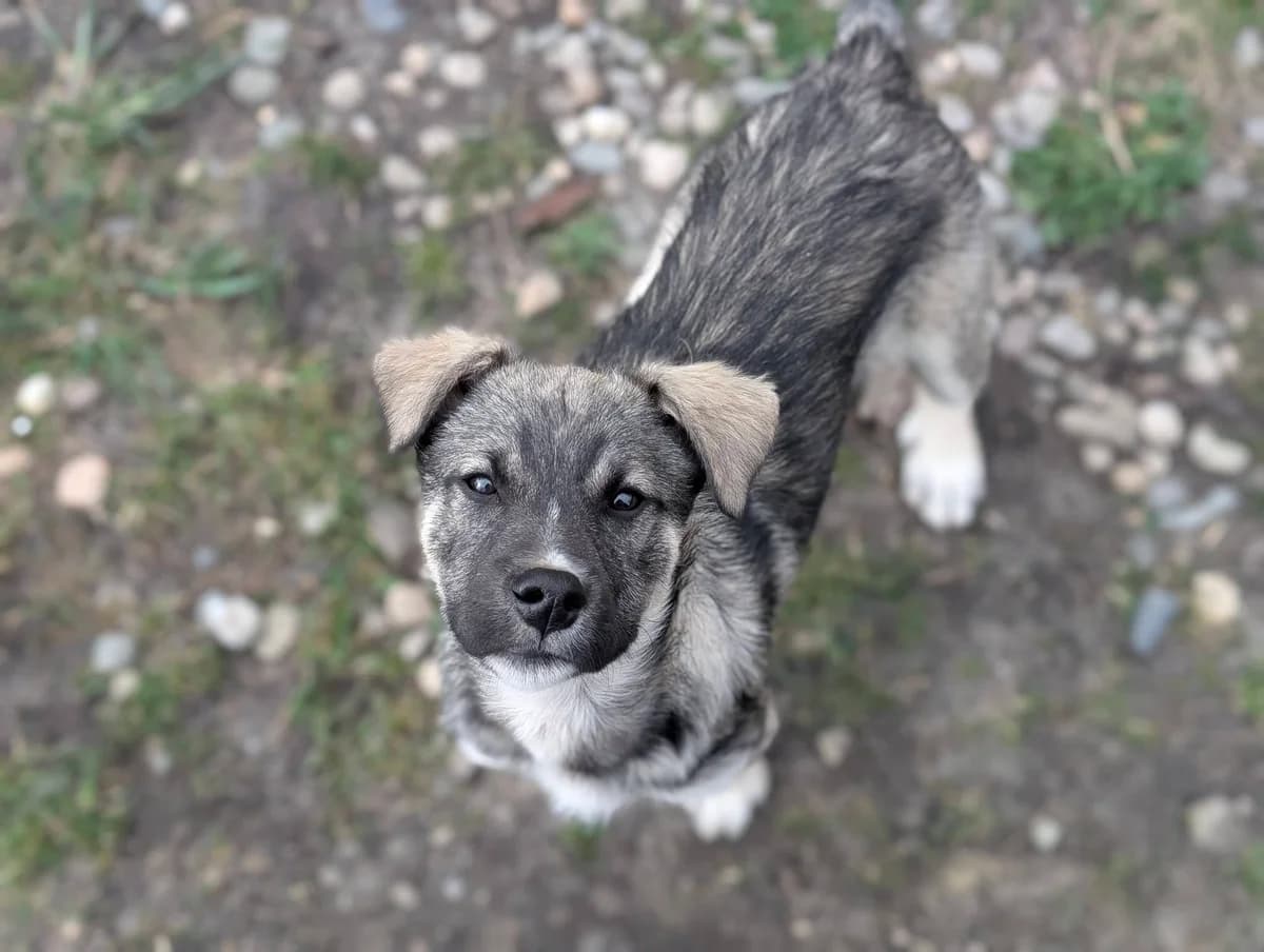 Luan, weiß male puppy Mixed Breed for adoption at Ein Herz für Streuner e.V., München
