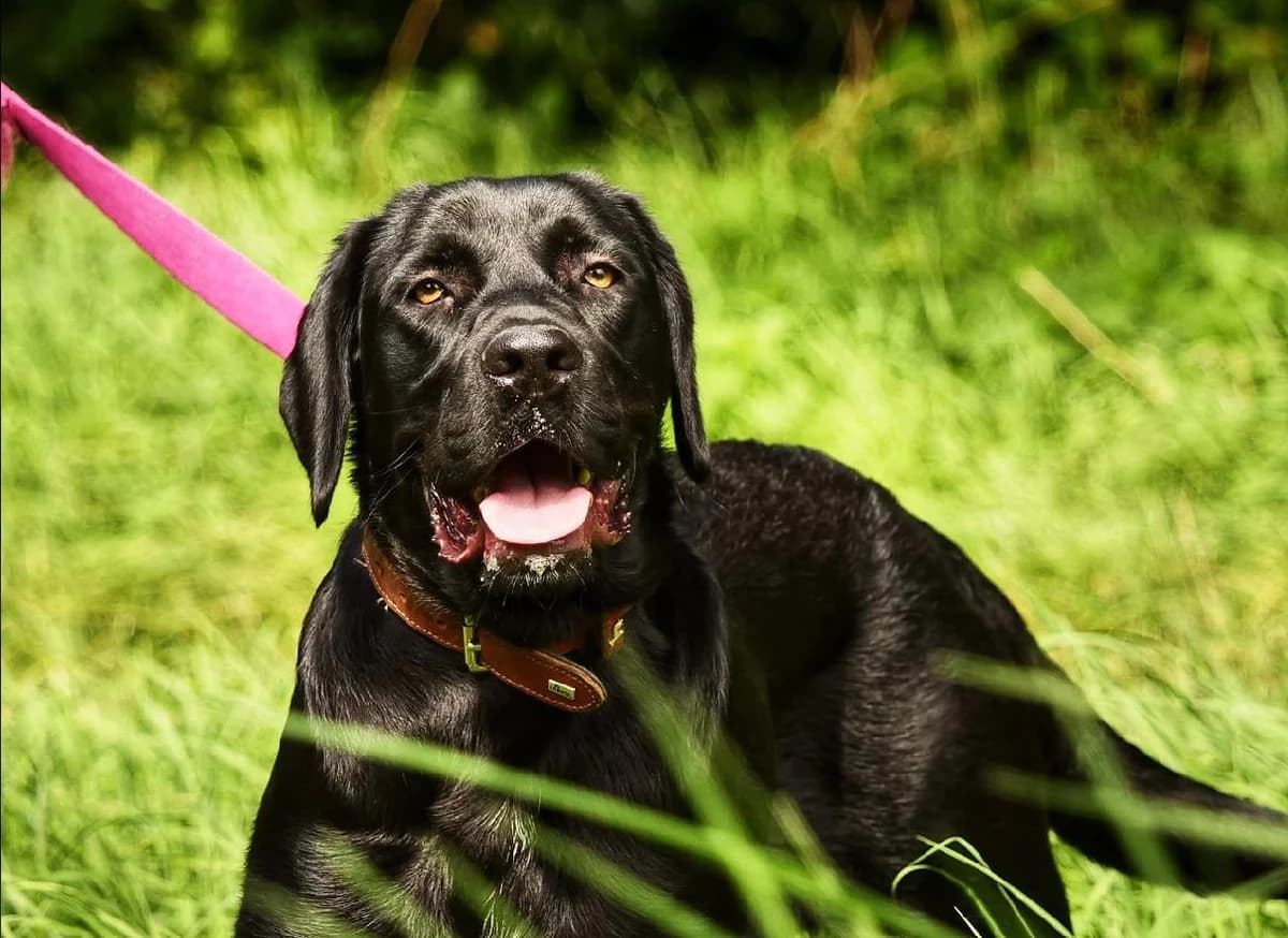 Luana, female young Mixed Breed for adoption at Ein Herz für Streuner e.V., München