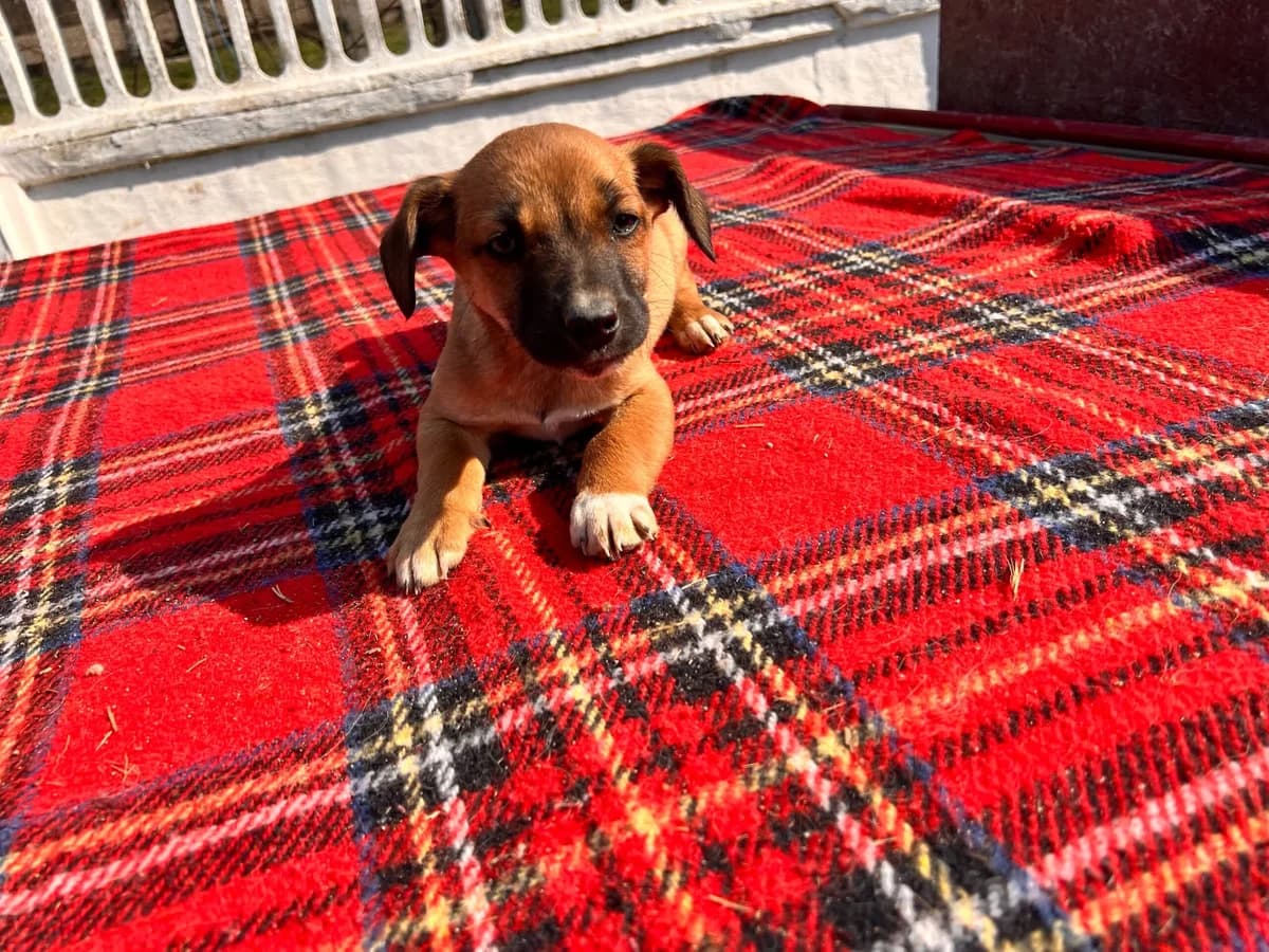 Luana, female puppy Mixed Breed for adoption at Ein Herz für Streuner e.V., München