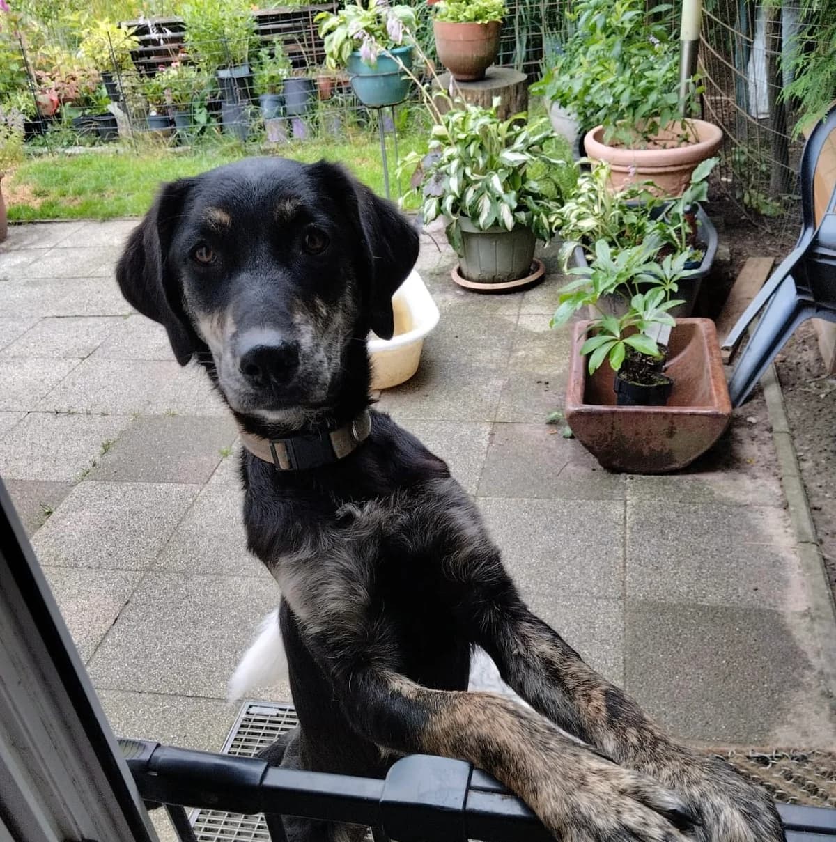Lubita, female puppy Mixed Breed for adoption at Ein Herz für Streuner e.V., München