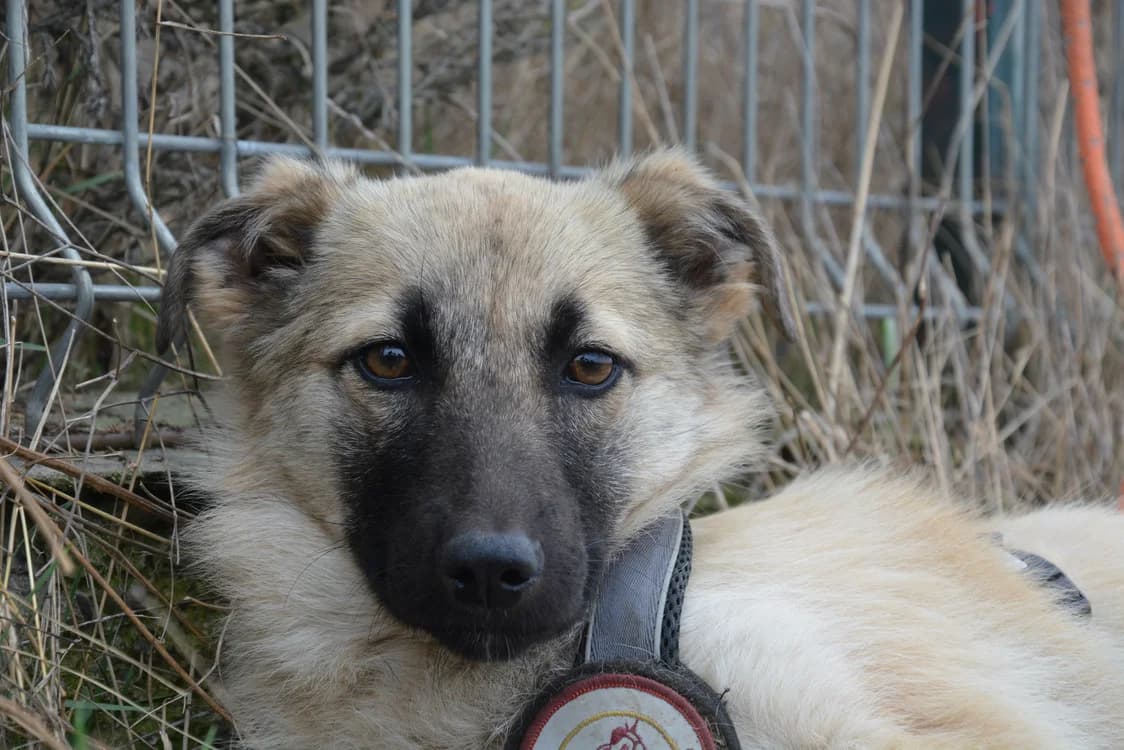 Luca, female puppy Mixed Breed for adoption at Ein Herz für Streuner e.V., München