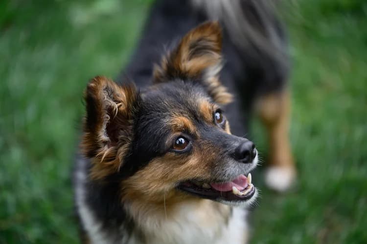 Luca, schwarz male 7yo Mixed Breed for adoption at Ein Herz für Streuner e.V., München