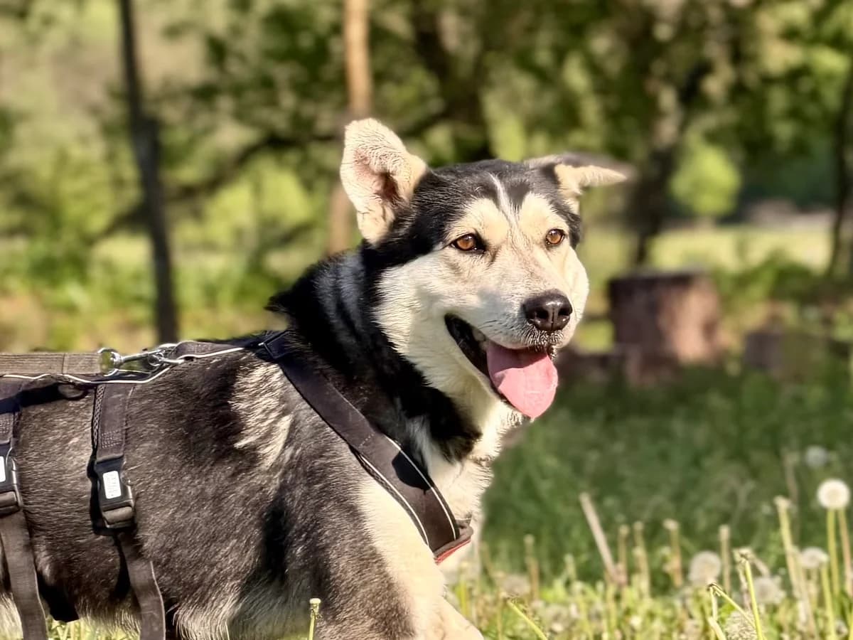 Luca, male 5yo Mixed Breed for adoption at Ein Herz für Streuner e.V., München