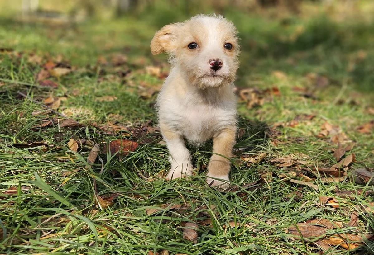 Lucan, weiß male puppy Mixed Breed for adoption at Ein Herz für Streuner e.V., München