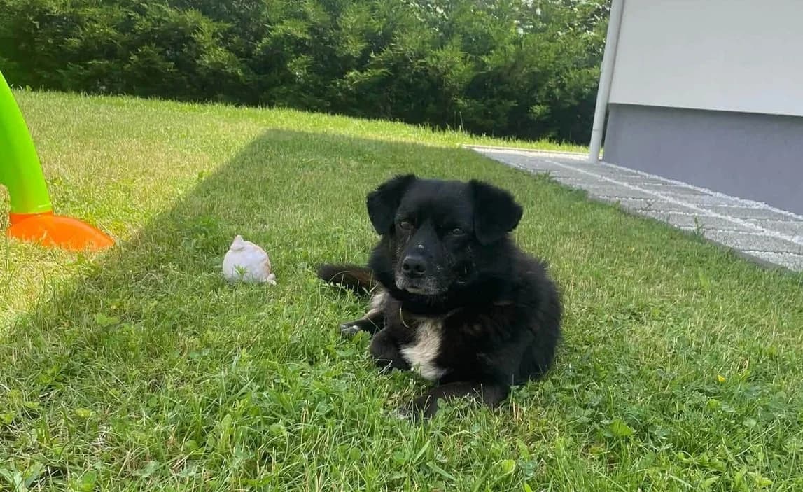 Lucas, male 4yo Mixed Breed for adoption at Ein Herz für Streuner e.V., München