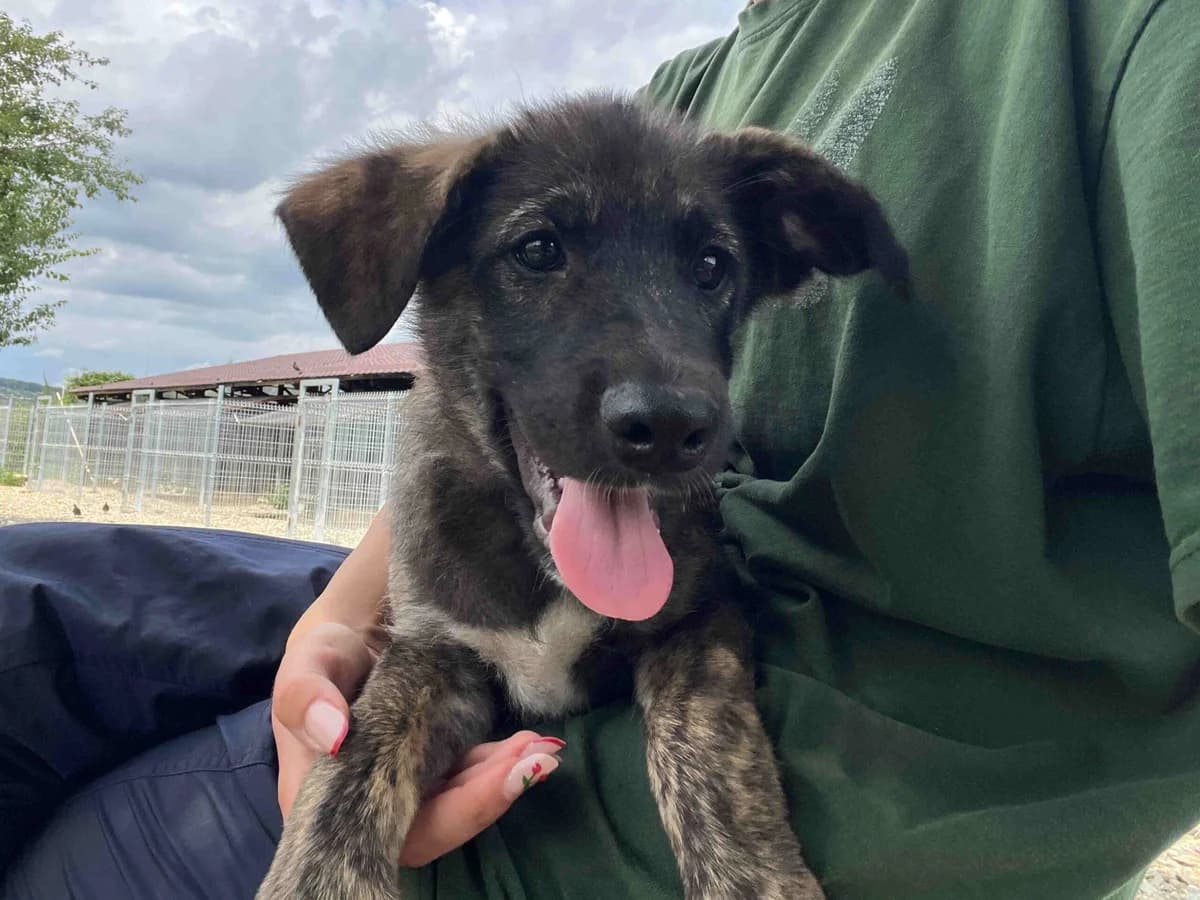 Luce, male puppy Mixed Breed for adoption at Ein Herz für Streuner e.V., München