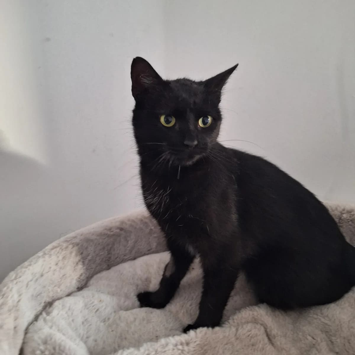 Luci, female 3yo Mixed Breed for adoption at Ein Herz für Streuner e.V., München