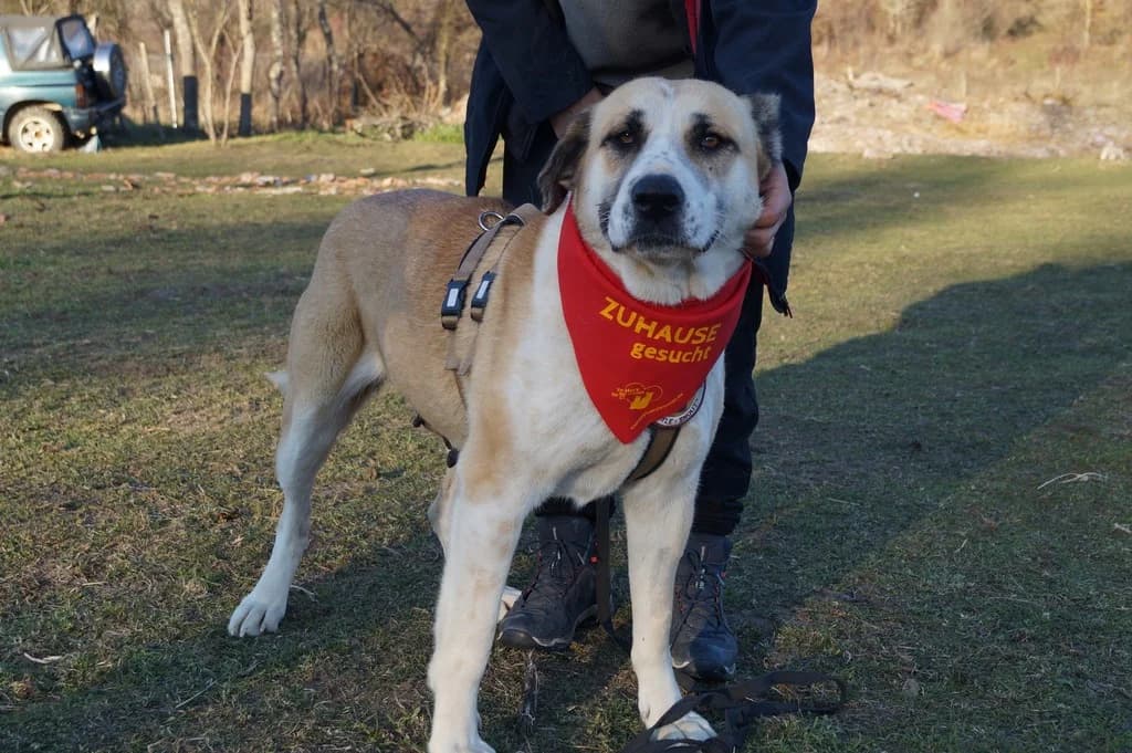 Lucia, gold female 3yo Mixed Breed for adoption at Ein Herz für Streuner e.V., München