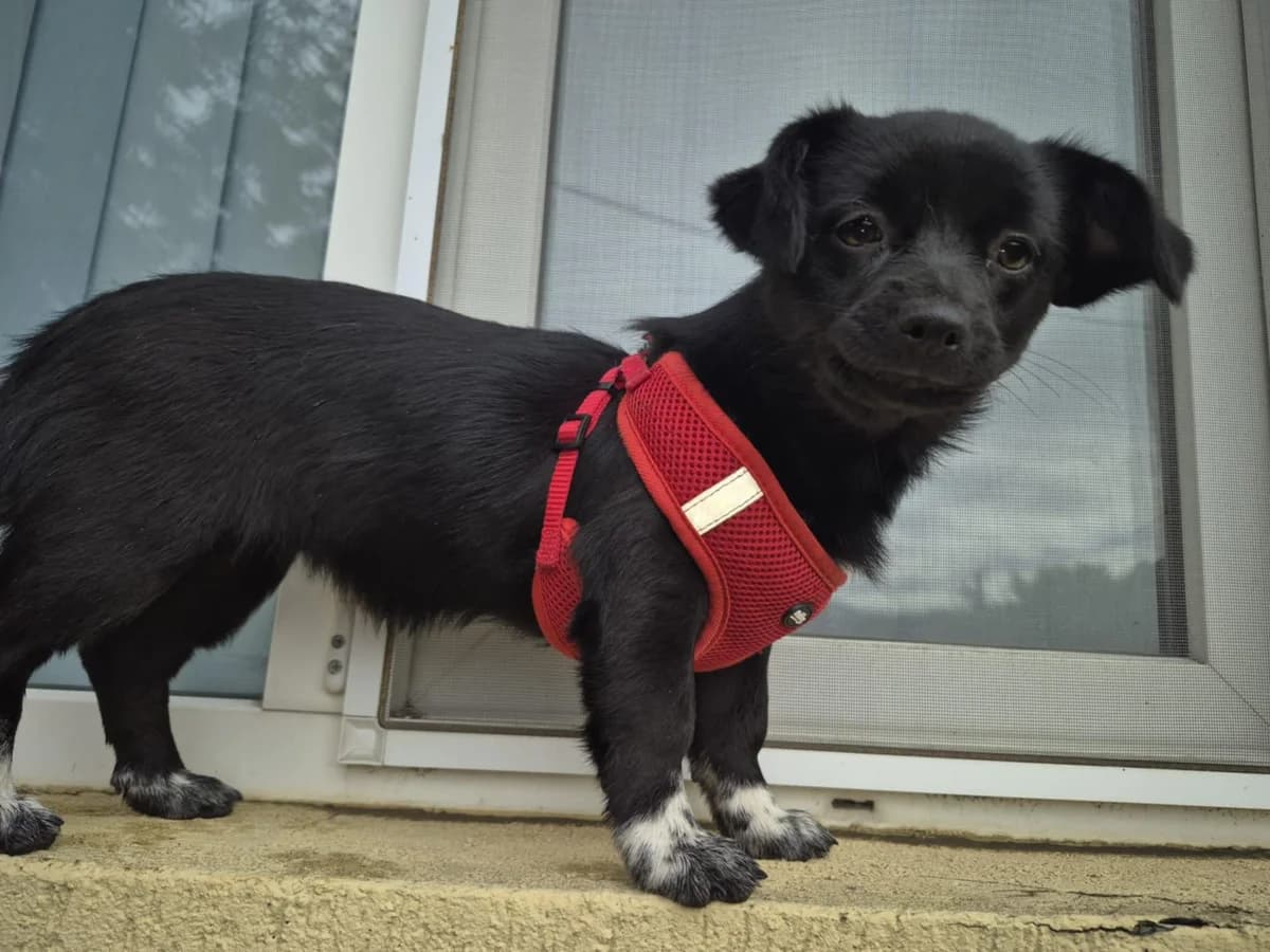 Lucie, young Mixed Breed for adoption at Ein Herz für Streuner e.V., München
