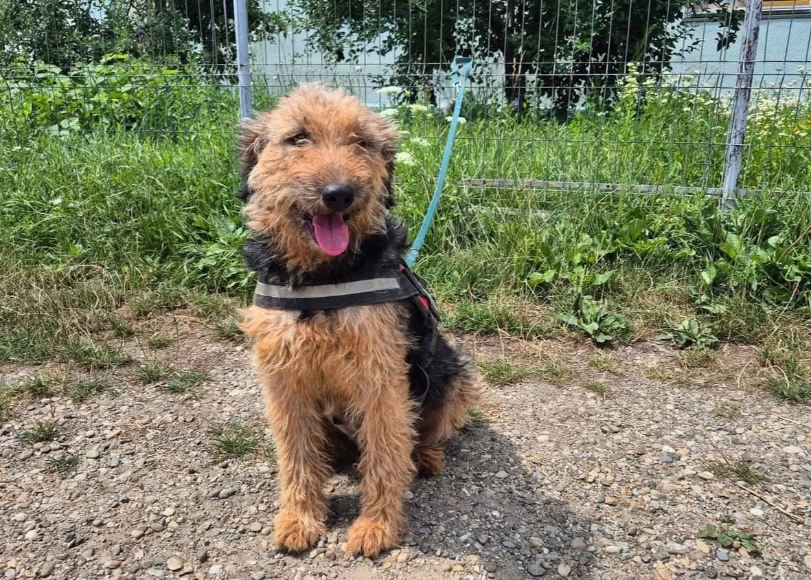 Lucie, female 7yo Mixed Breed for adoption at Ein Herz für Streuner e.V., München
