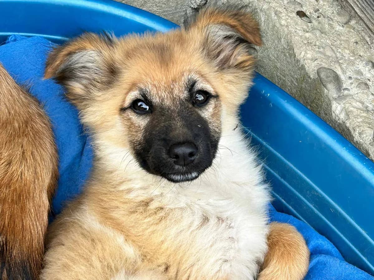 Lucil, female puppy Mixed Breed for adoption at Ein Herz für Streuner e.V., München