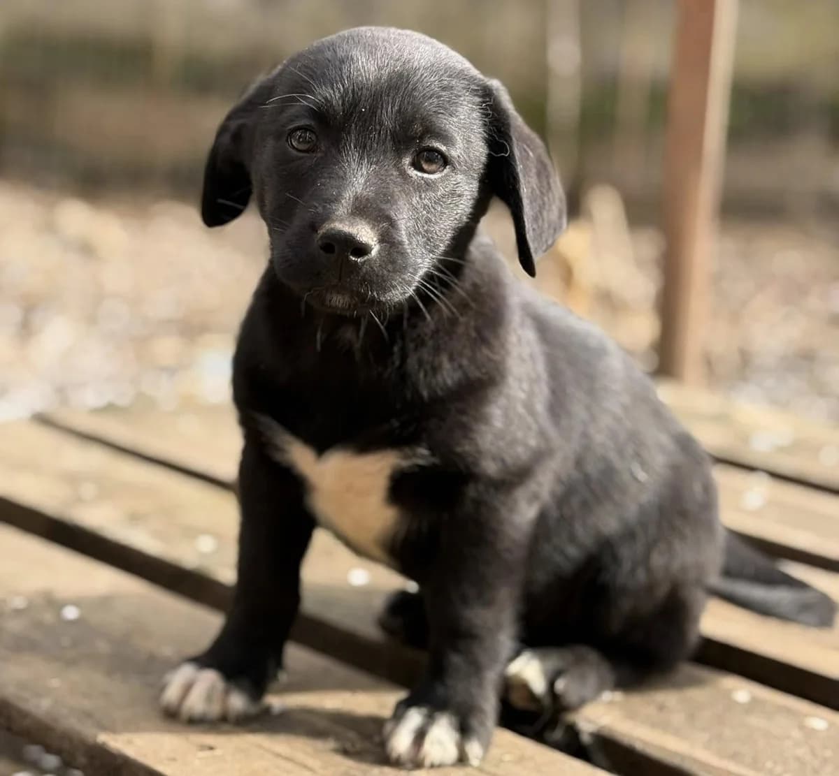 Lucinda, merle puppy Mixed Breed for adoption at Ein Herz für Streuner e.V., München