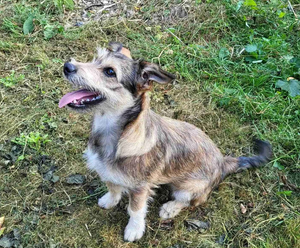 Lucinda, female puppy Mixed Breed for adoption at Ein Herz für Streuner e.V., München